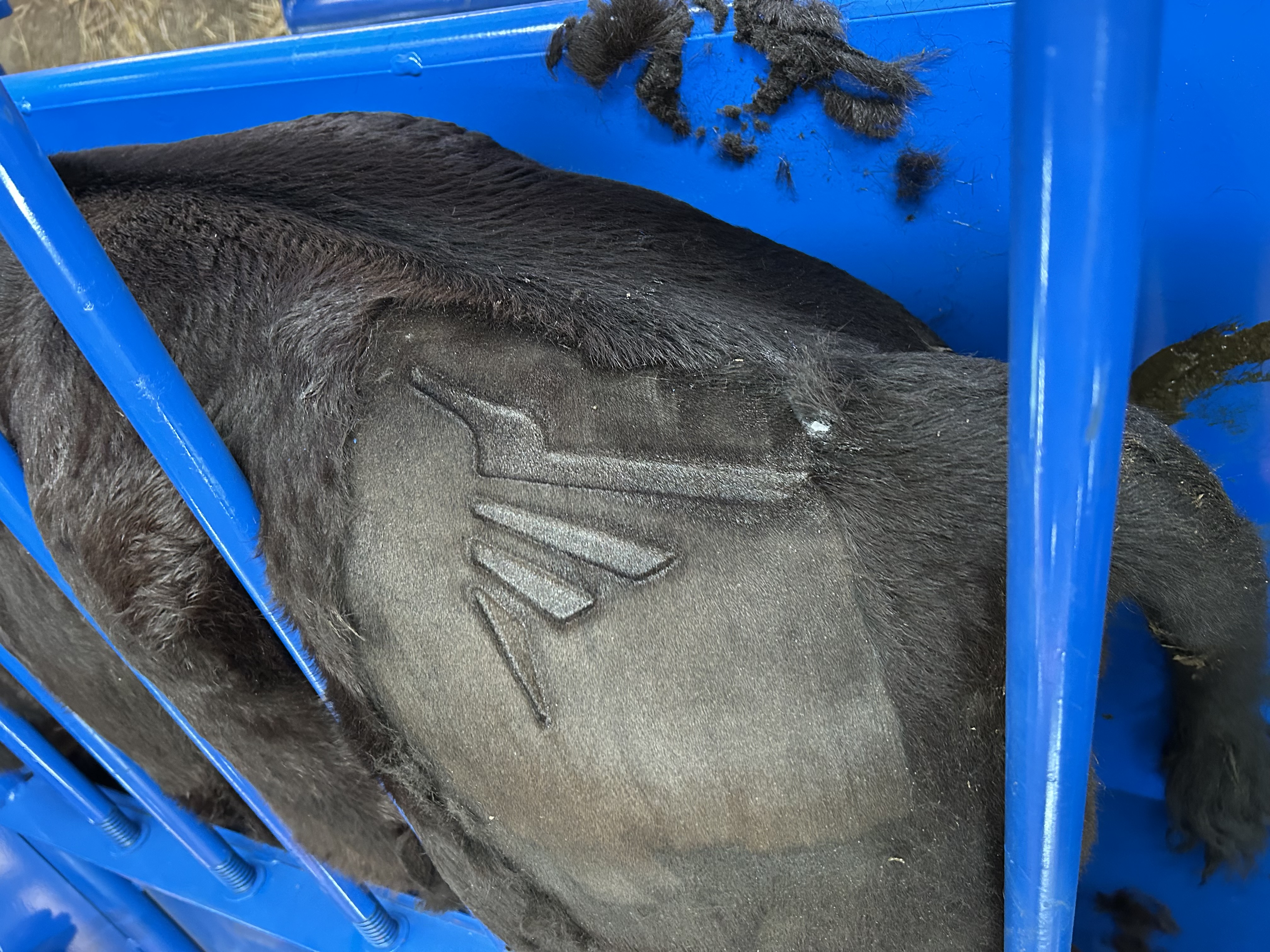 A young calf after freeze branding, showing the identification mark on the hide.