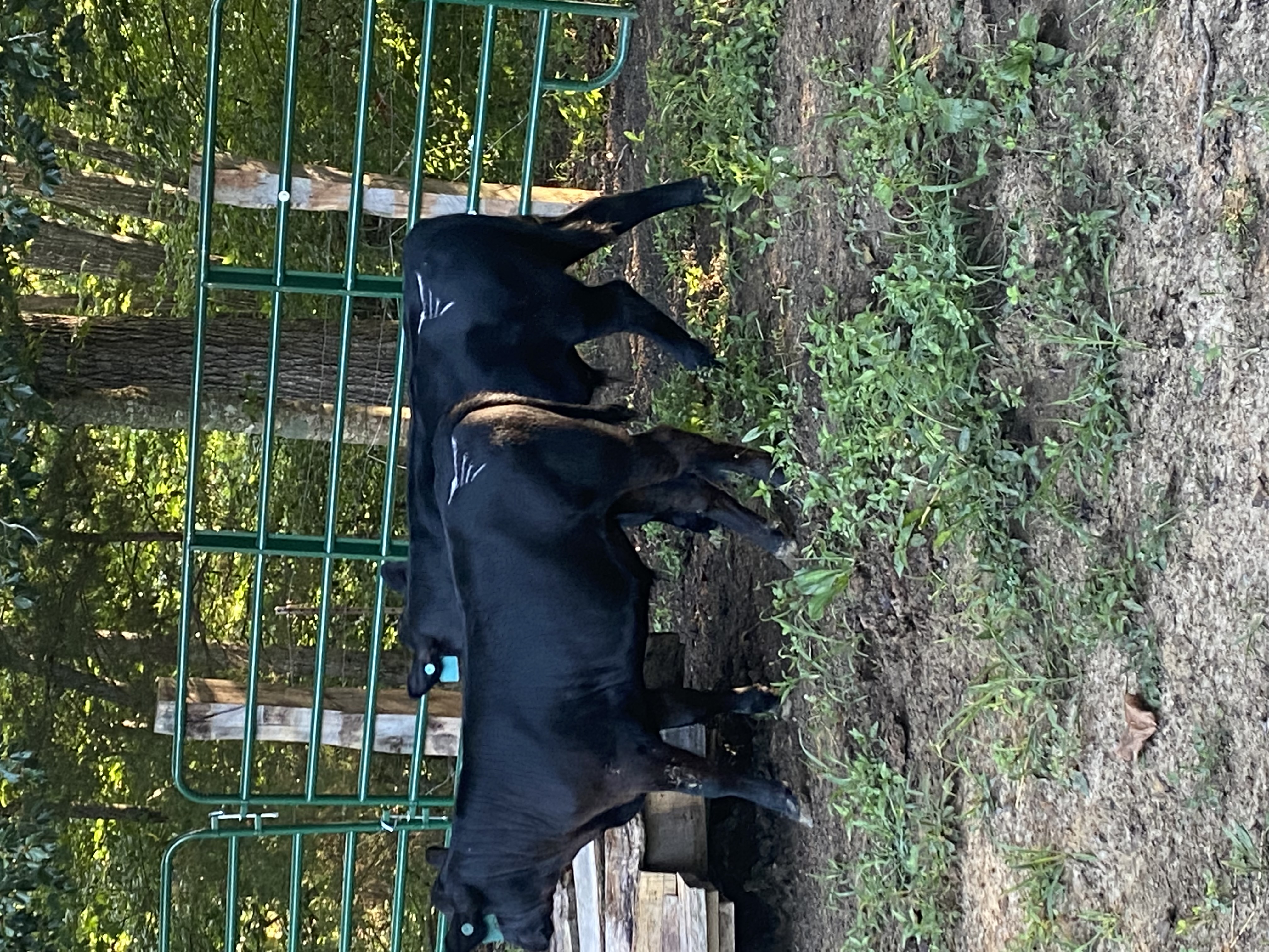 Healed hide on a black cow showing a pale freeze brand, readable at a distance.