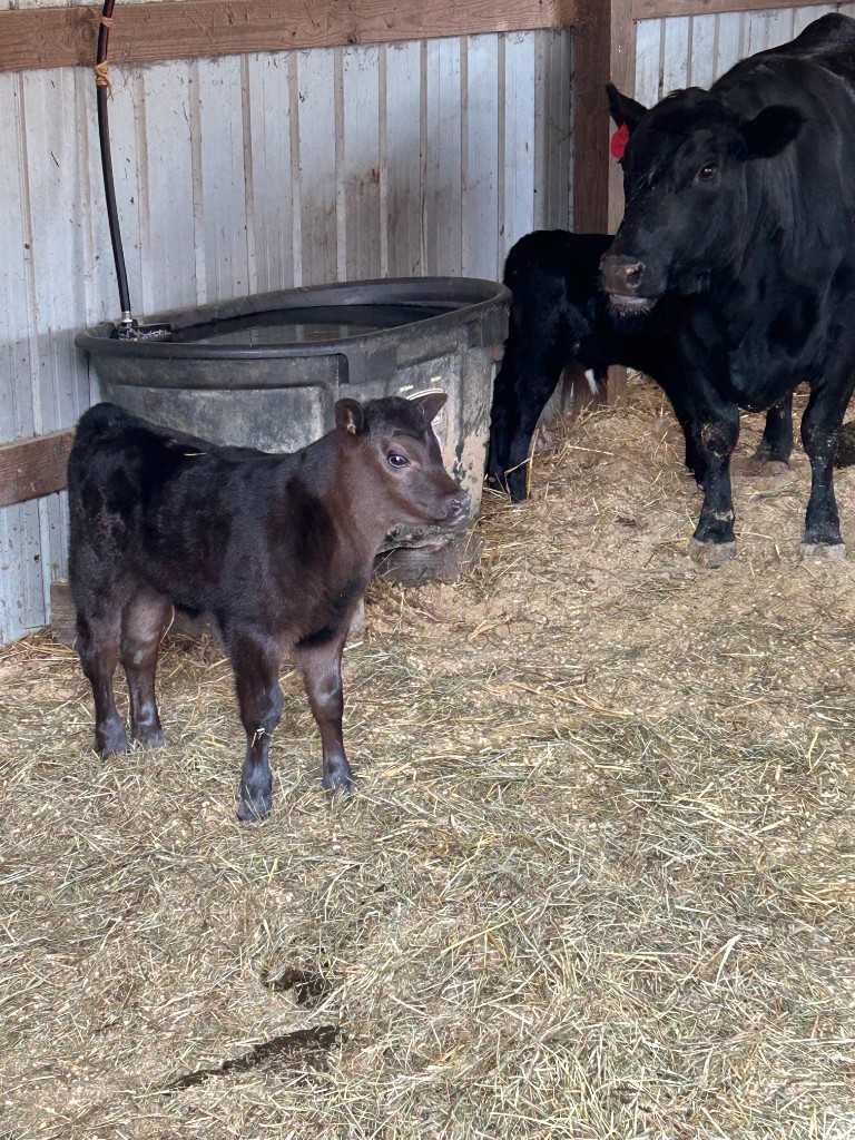 A young calf and a black cow on clean straw bedding near a water trough inside the barn.