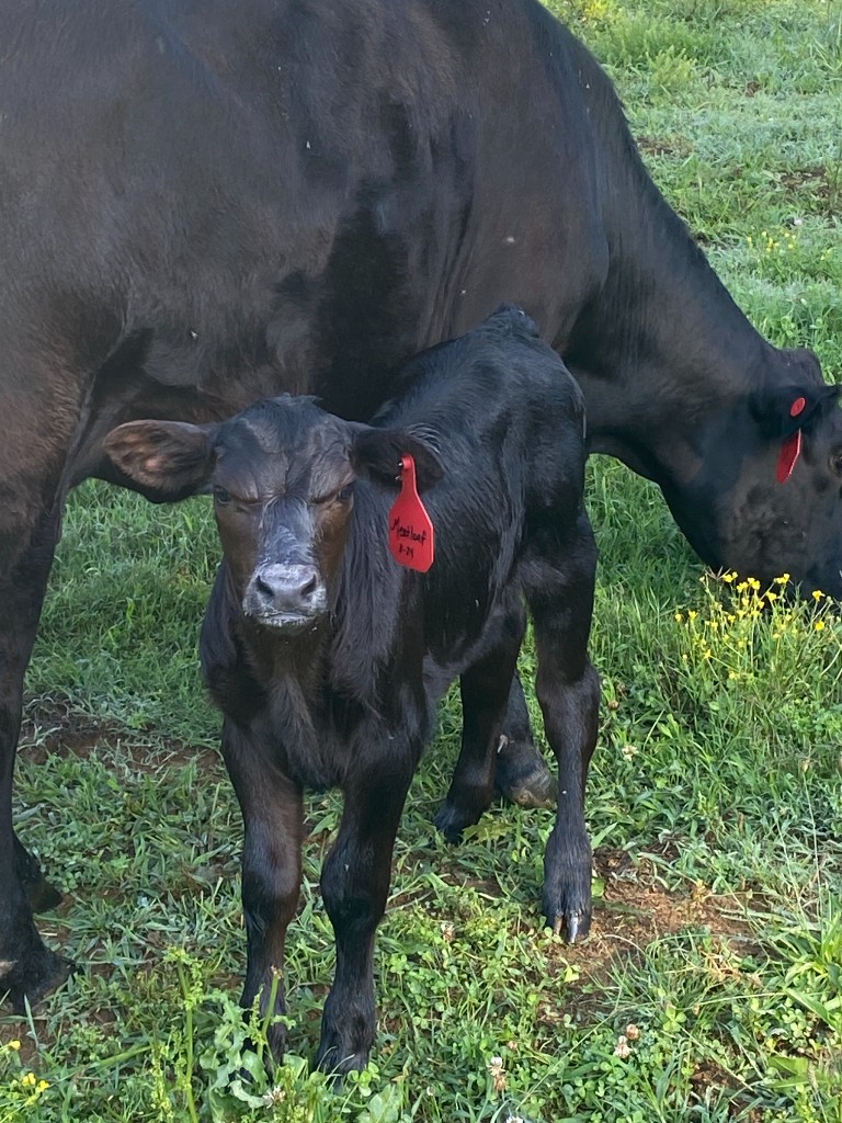 Calf and her momma in the pasture.