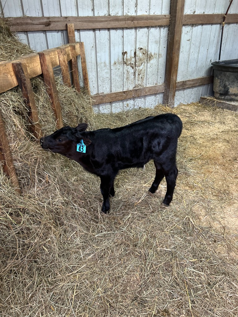 One of our calves in the barn.