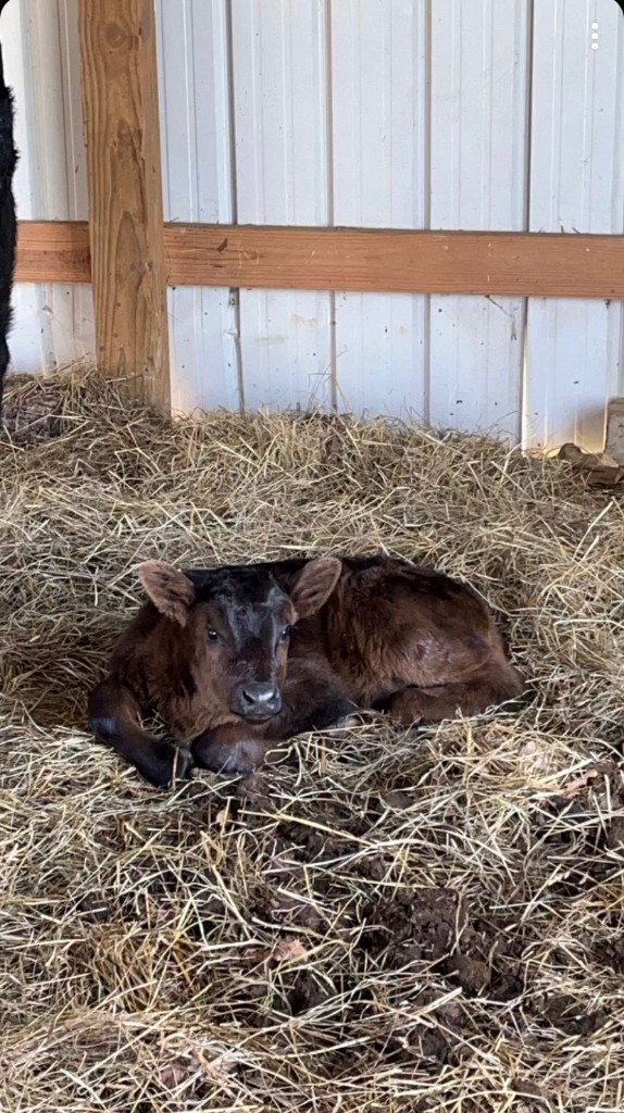 A young calf resting on straw inside the barn, with corrugated metal siding behind.