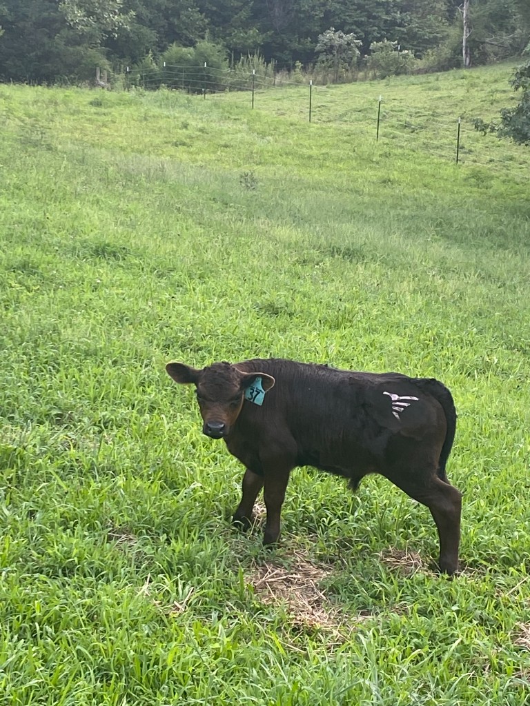 One of our Black Angus calves standing in tall green pasture grass.