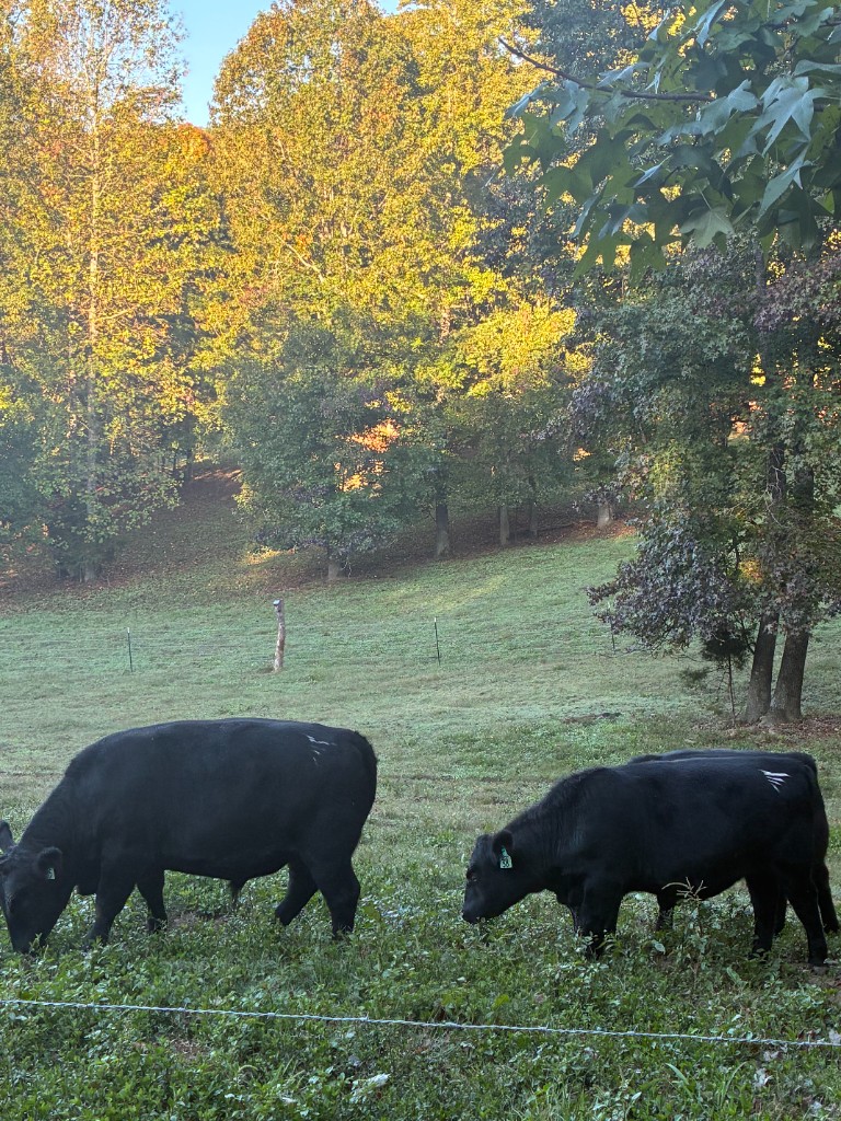 Two cows grazing in one of our pastures with autumn-colored trees on the ridge behind them.