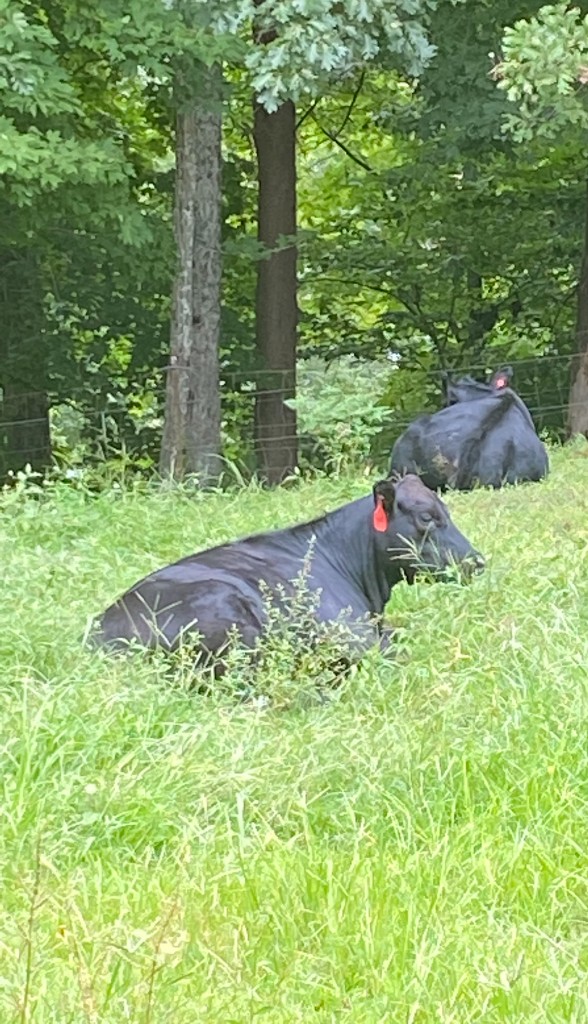 Two black cows resting in tall green grass near a tree line and fence.