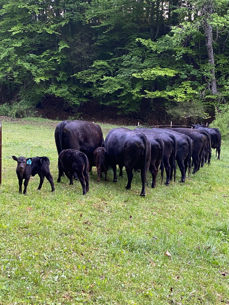 Cattle lined up in the pasture on a beautiful evening.