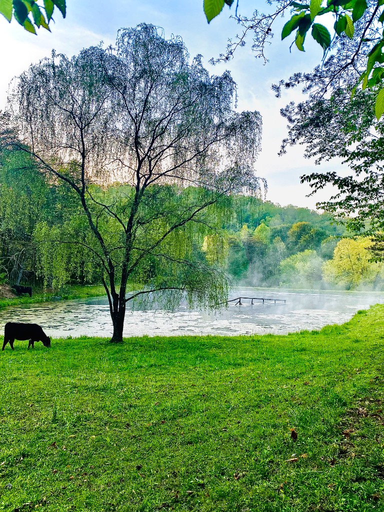 Cattle beside a calm pond with morning mist and a large tree at the water's edge.