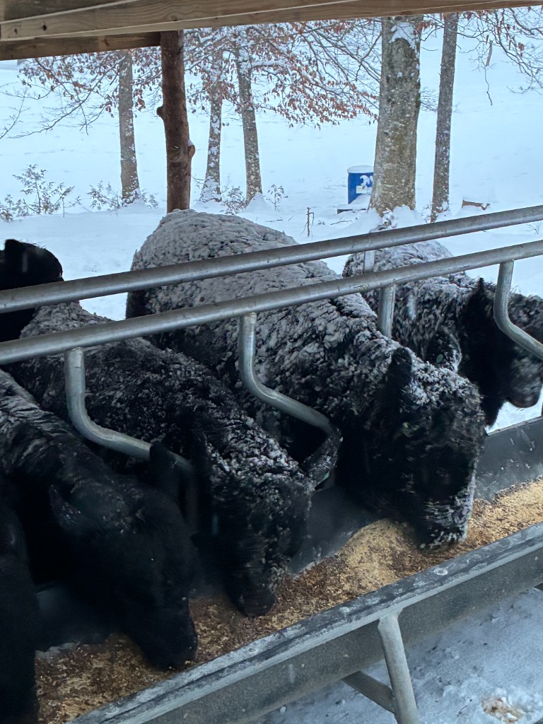 Black Angus cattle lined up at a metal feed trough in the snow.